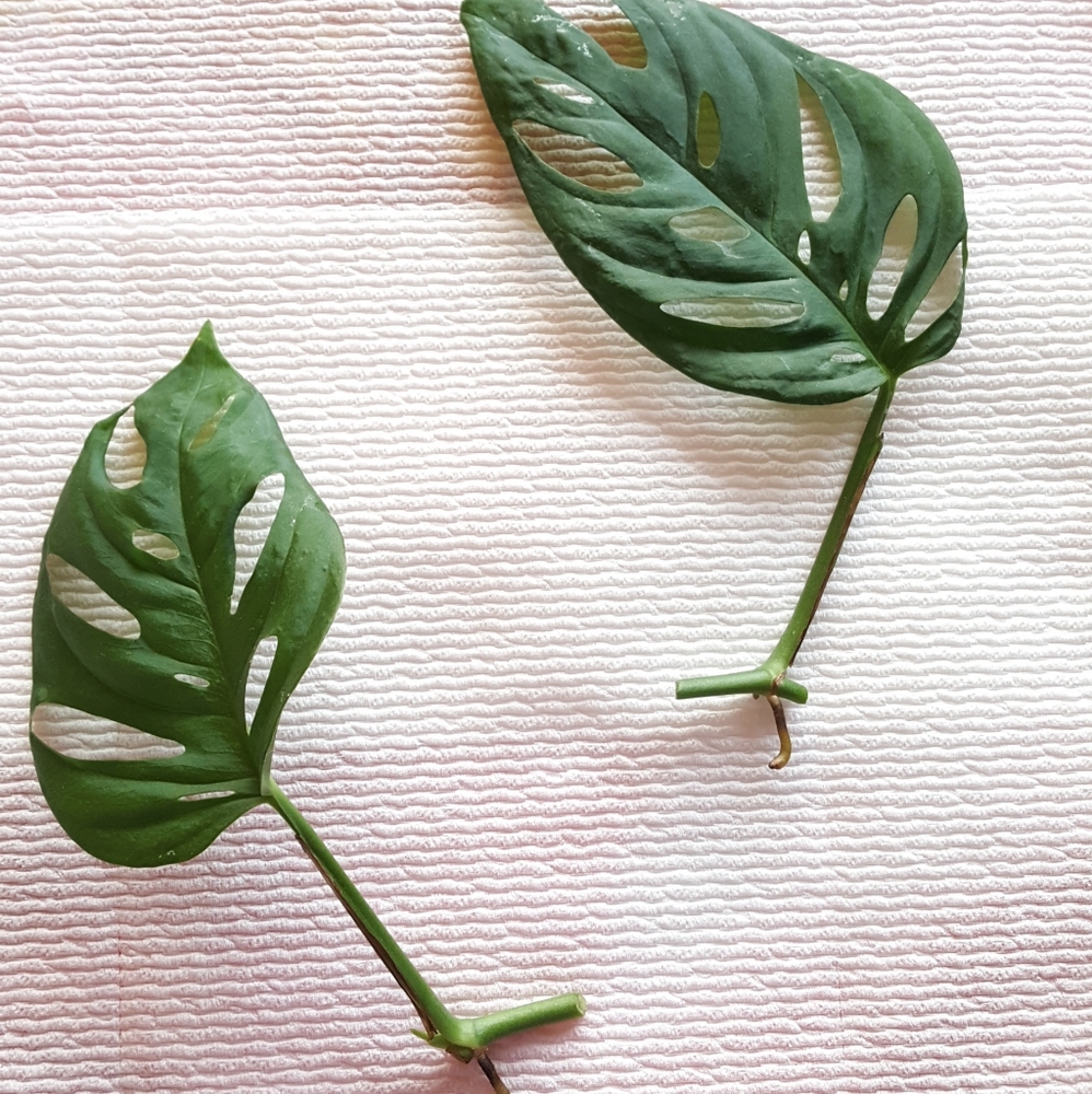 Monstera adansonii single node cutting